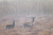 Rothirsch, frisch gesetzte Kaelber wiegen zwischen 6 und 15 kg  -  (Rotwild - Foto Rottier und Kalb auf einer Sumpfwiese), Cervus elaphus, Red Deer, the offspring weighes about 6 to 15 kg  -  (Photo Red Deer hind and calf on a marshy meadow)