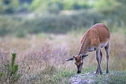 Rothirsch, durch eine gekruemmte Koerperhaltung signalisieren die Hirschkuehe ihre Paarungsbereitschaft  -  (Edelhirsch - Foto Spiesser im Bast)