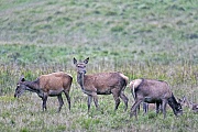 Rothirsch, das Fleisch wird in der Fachsprache Wildbret genannt  -  (Edelwild - Foto Rottiere aesen im Regen auf einer Waldwiese), Cervus elaphus, Red Deer, the meat is called venison  -  (Photo Red Deer hinds in the rain on a forest meadow)