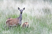 Rothirsch, die Maennchen erreichen Koerpergewichte von 100 - 250 kg  -  (Edelhirsch - Foto Rottiere auf einer Waldwiese), Cervus elaphus, Red Deer, the male weighs 100 to 250 kg  -  (Photo Red Deer hinds on a forest meadow)