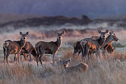 Rottiere und Kaelber werden von den letzten Sonnenstrahlen des Abends angeleuchtet, Cervus elaphus, Red Deer hinds and calves in late sunlight