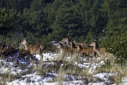 Rottiere und Kaelber im Winter in einer Duenenlandschaft, Cervus elaphus, Red Deer hinds and calves in winter in a dune landscape