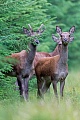 Rottier und Rothirschspiesser stehen sichernd auf einer Schneise im Wald, Cervus elaphus, Red Deer hind and brockets stand securing on a forest aisle