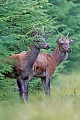 Rotwildspiesser auf einer Schneise im Wald, Cervus elaphus, Red Deer brockets on a forest aisle