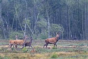 Rothirsch, Rottiere und Kalb wechseln ueber eine Heideflaeche, Cervus elaphus, Red Deer male, females and calf cross a heath area