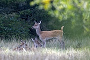 Rottier dehnt sich, Cervus elaphus, Red Deer hind stretches
