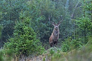 Rothirsch steht aufmerksam aeugend auf einer Anhoehe, Cervus elaphus, Red stag stands attentively watching on a hill