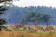 Rothirsch steht mit seinem Kahlwildrudel auf einer Wiese, Cervus elaphus, Red stag stands between females and calves on a meadow