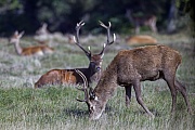 Die Brunft neigt sich dem Ende, viele Rothirsche ruhen oder aesen, Cervus elaphus, The rut is coming to the end, many Red stags rest or browse