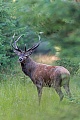 Ploetzlich erscheint ein Rothirsch auf der Waldschneise, Cervus elaphus, Suddenly a Red Deer stag appears on the forest aisle