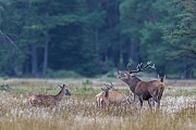 Ein typisches Bild von der Brunft, der roehrende Hirsch mit seinem Kahlwildrudel, Cervus elaphus, A typical picture of the Red Deer rut, the roaring stag with his herd