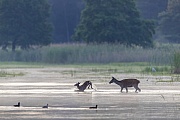 When crossing a pond, a Red Deer calf jumps wildly ahead of its mother, a photo which clearly shows that Red Deers are very attracted of the element water