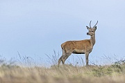 Aufmerksam beobachtet der Rothirschspiesser in der Ferne ein Rudel, Cervus elaphus, Attentively observes the Red Deer brocket a herd in the distance