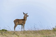 Ein Rothirschspiesser steht aufmerksam aeugend auf einer Heideflaeche, Cervus elaphus, A Red Deer brocket stands attentively looking on a heathland