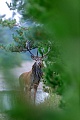 Das letzte Bild der Rothirschbrunft 2020, ein Rothirsch mit einer besonders ausgepraegten Brunftmaehne, Cervus elaphus, The last picture of the Red Deer rut 2020, a stag with a particularly pronounced rutting mane