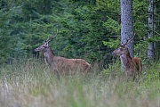 Zwei Rothirsche aeugen zu einem roehrenden Hirsch, kurze Zeit spaeter ziehen sie in seine Richtung, Cervus elaphus, Two Red stags look at a roaring stag, a short time later they move in his direction