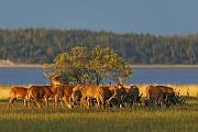 In a Red Deer herd there are always animals that interrupt the browsing and secure