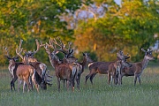 Wenige Minuten nach diesem Foto zieht das Rothirschrudel in den angrenzenden Wald, Cervus elaphus, A few minutes after this photo, the herd of Red Deer stags moves into the adjacent forest