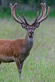 Portrait of a male Red Deer with velvet-covered antlers