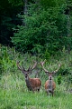 The sound of the camera shutter betrayed me at the Red Deer stags