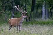 Entspannt beobachtet dieser Rothirsch einen Artgenossen, Cervus elaphus, This Red Deer stag observes relaxed a conspecific