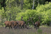 Insgesamt umfasst das Rudel mindestens 26 Rothirsche verschiedenen Alters, Cervus elaphus, In total, the herd comprises at least 26 Red Deer stags of different ages