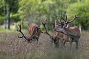 Mit dem Geweih kann sich der Rothirsch wunderbar den Ruecken kratzen, Cervus elaphus, The Red Deer stag can scratch its back wonderfully with its antlers