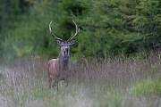 Vorsichtig naehert sich der Rothirsch einem Rudel im naheliegenden Fichtenwald, Cervus elaphus, The Red stag cautiously approaches a herd of hinds and calves in the nearby spruce forest