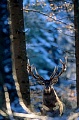 Rotwild durch erhoehte Nahrungsaufnahme versuchen die Hirsche den Gewichtsverlust nach der Brunft auszugleichen, ein frueher Wintereinbruch kann zu hohen Verlusten fuehren - (Foto Rothirsch im Winterwald), Cervus elaphus, Red Deer is one of the largest deer species - (Photo Red Deer stag in winter forest)