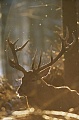 Rotwild durch erhoehte Nahrungsaufnahme versuchen die Hirsche den Gewichtsverlust nach der Brunft auszugleichen, ein frueher Wintereinbruch kann zu hohen Verlusten fuehren - (Foto Rothirsch im Winterwald), Cervus elaphus, Red Deer is one of the largest deer species - (Photo Red Deer stag in winter forest)