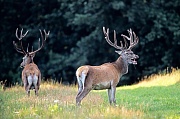Rothirsch bis zum Beginn der Brunft aendert sich die soziale Rangordnung in einem Hirschrudel mehrmals - (Foto Rothirsche im Spaetsommer), Cervus elaphus, Red Deer is one of the largest deer species - (Photo Red Deer stags in late summer)