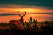 Rothirsch durch verschiedene Verhaltensweisen wird die soziale Rangordnung im Hirschrudel festgelegt (M) - (Foto Rothirsch im Abendlicht), Cervus elaphus, Red Deer is one of the largest deer species (M) - (Photo Red Deer stag in the rut)