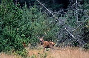 Rothirsch den Maennchen waechst vor der Brunft eine deutlich sichtbare Brunftmaehne - (Foto Rothirsch), Cervus elaphus, Red Deer the males grow a neck mane during end of summer - (Photo stag)