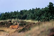 Rothirsch durch verschiedene Verhaltensweisen wird die soziale Rangordnung im Hirschrudel festgelegt - (Foto Rothirsch in einer Duenenlandschaft), Cervus elaphus, Red Deer is one of the largest deer species - (Photo Red Deer stag in the rut)