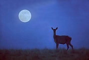 Rothirsch, durch verschiedene Verhaltensweisen wird die soziale Rangordnung im Hirschrudel festgelegt (M) - (Foto Rottier und Mond), Cervus elaphus, Red Deer is one of the largest deer species (M) - (Photo Red Deer hind and moon)