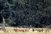 Red Deer usually stay in single-sex groups for most of the year - (Photo herd on a forest meadow)