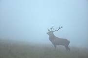 Rothirsch, die heute ueblichen Jagdmethoden sind die Ansitzjagd und die Drueckjagd - (Foto Rothirsch in der Brunft), Cervus elaphus, Red Deer is one of the largest deer species - (Photo Red Deer stag in the rut)