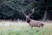Rothirsch, maennliche Tiere verlieren in der Brunft erheblich an Koerpergewicht - (Foto Rothirsch auf Waldwiese), Cervus elaphus, Red Deer is one of the largest deer species - (Photo Red Deer stag in the rut)