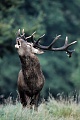 Rothirsche haben einen unverwechselbaren Brunftschrei der als ROEHREN bezeichnet wird - (Foto roehrender Rothirsch), Cervus elaphus, Red Deer, the stags have a characteristic ROAR-LIKE-SOUND during the rut - (Photo stag roaring)