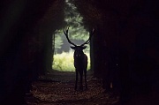 Rothirsch, die heute ueblichen Jagdmethoden sind die Ansitzjagd und die Drueckjagd - (Foto Rothirsch in der Brunft), Cervus elaphus, Red Deer is one of the largest deer species - (Photo Red Deer stag in the rut)