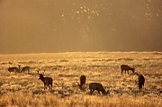 Rotwild gehoert zu den groessten Vertretern aus der Familie der Hirsche - (Foto Rothirsche und Damwild), Cervus elaphus - Dama dama, Red Deer is one of the largest deer species - (Photo Red Deer stags and Fallow Deers)