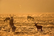 Rotwild gehoert zu den groessten Vertretern aus der Familie der Hirsche - (Foto Rothirsche im Morgenlicht), Cervus elaphus, Red Deer is one of the largest deer species - (Photo Red Deer stags in morning light)