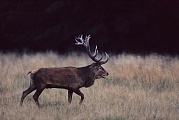 Rothirsch, maennliche Tiere verlieren in der Brunft erheblich an Koerpergewicht - (Foto kapitaler Rothirsch), Cervus elaphus, Red Deer is one of the largest deer species - (Photo Red Deer stag in the rut)
