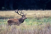 Rothirsch, maennliche Tiere verlieren in der Brunft erheblich an Koerpergewicht - (Foto Rothirsch waehrend der Brunft), Cervus elaphus, Red Deer is one of the largest deer species - (Photo Red Deer stag in the rut)