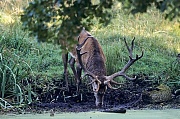 Rothirsch, maennliche Tiere verlieren in der Brunft erheblich an Koerpergewicht - (Foto Rothirsch schoepft Wasser), Cervus elaphus, Red Deer is one of the largest deer species - (Photo Red Deer stag drinking)
