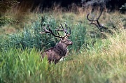 Rothirsch, maennliche Tiere verlieren in der Brunft erheblich an Koerpergewicht - (Foto Rothirsch waehrend der Brunft), Cervus elaphus, Red Deer is one of the largest deer species - (Photo Red Deer stag in the rut)