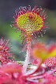 Rundblaettriger Sonnentau ist ein typischer Bewohner von Mooren und Suempfen  -  (Himmelsloeffelkraut - Foto Sonnentau Fangblatt), Drosera rotundifolia, Round-leaved Sundew is found in bogs and fens  -  (Common Sundew - Photo Round-leaved Sundew leaf)