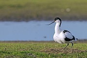 Pied Avocet, they nest on open ground and laid usually 4 eggs  -  (Eurasian Avocet - Photo Pied Avocet on the nest)