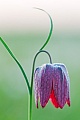 Schachblumen sind in England, in freier Wildbahn, sehr seltene Pflanzen  -  (Kiebitzei - Foto Schachblume in Bluete), Fritillaria meleagris, Snakes Head is in England a rare flower in the wild  -  (Frog-Cup - Photo Snakes Head flowering)