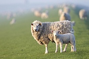 Hausschaf - Mutterschaf und Lamm auf einem Deich an der Nordsee, Ovis gmelini aries, Domestic Sheep - Ewe and lamb on a dyke at the North Sea